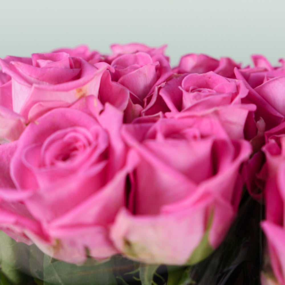 Rose Aqua!