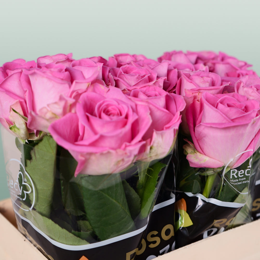 Rose Aqua!
