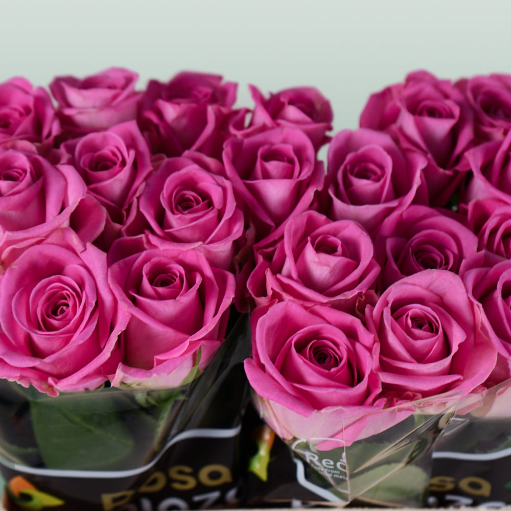 Rose Aqua!