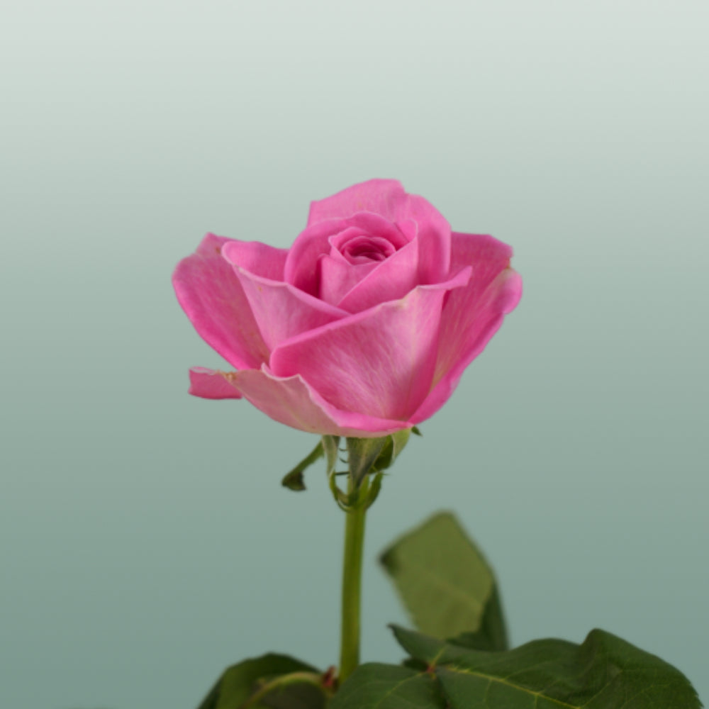 Rose Aqua!