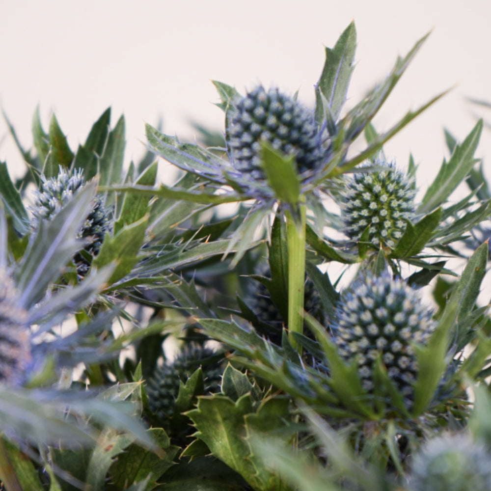 Purple Eryngium ‘Orion’ Cut Stems – 50cm