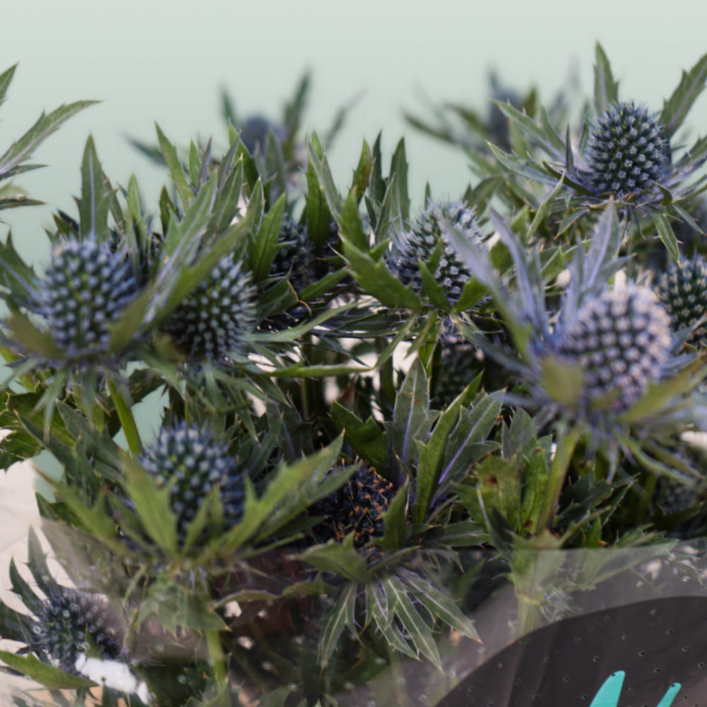 Purple Eryngium ‘Orion’ Cut Stems – 50cm