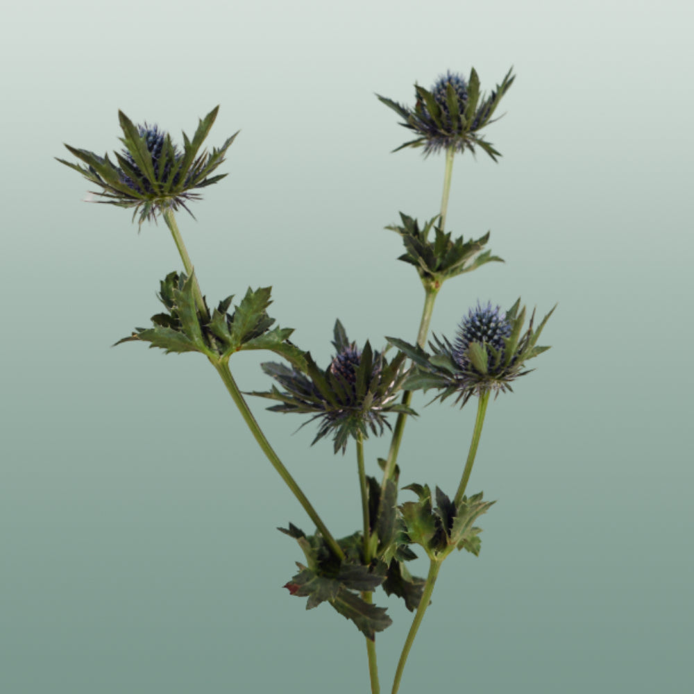 Purple Eryngium ‘Orion’ Cut Stems – 50cm