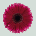 Germini Arabel (20 Stems)