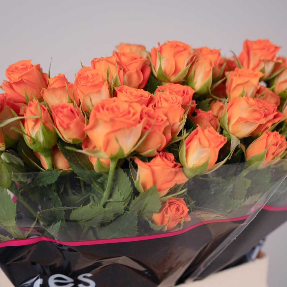Spray Rose - Rosa - Ariya