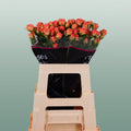 Spray Rose - Rosa - Ariya