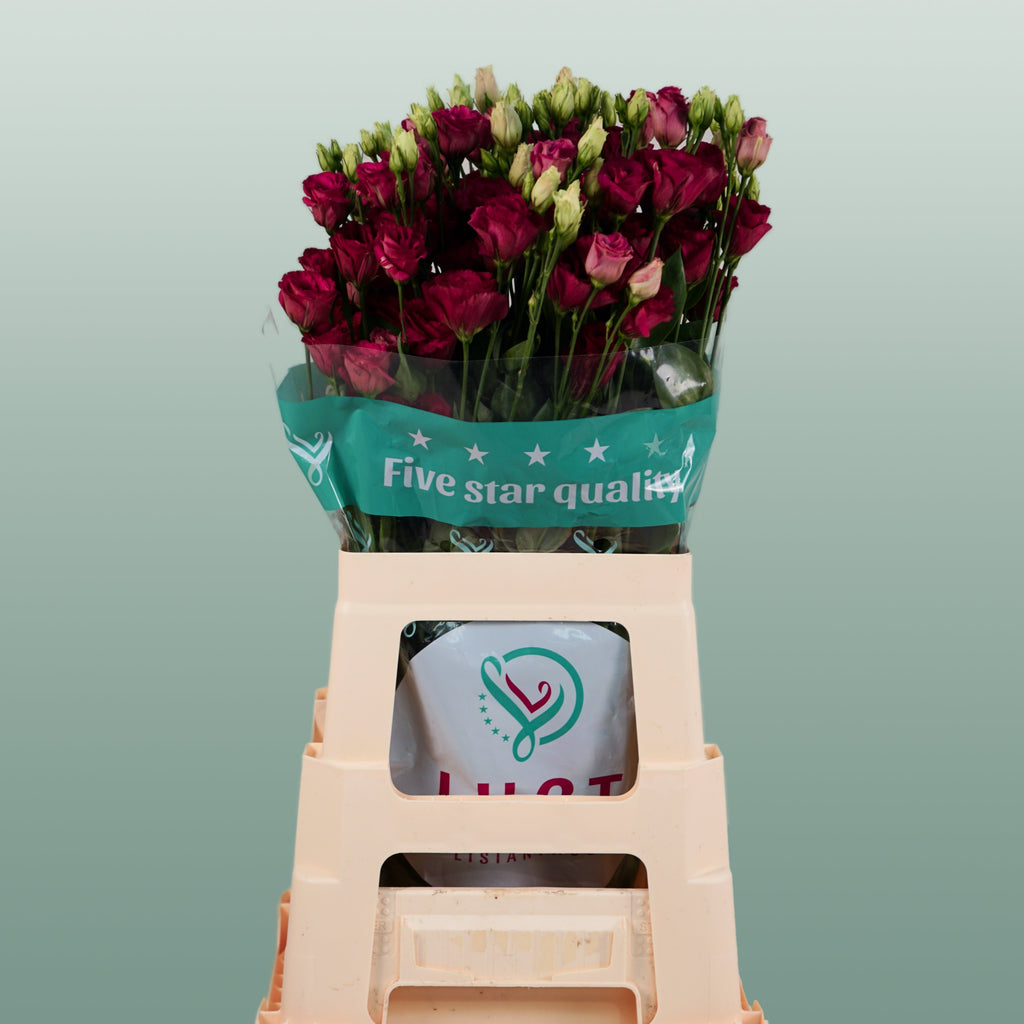 Lisianthus Arosa Red