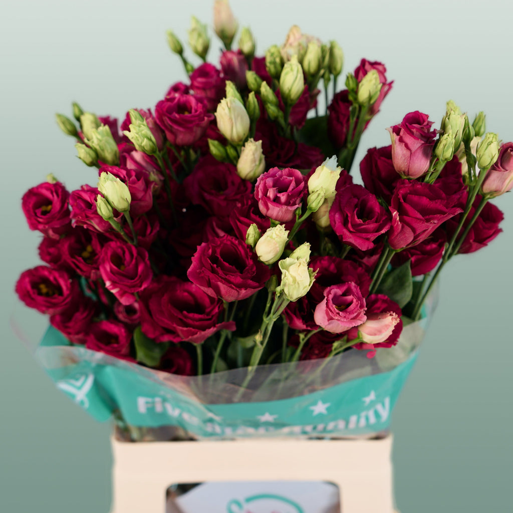 Lisianthus Arosa Red