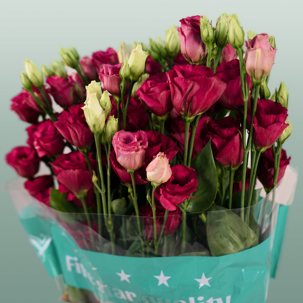Lisianthus Arosa Red