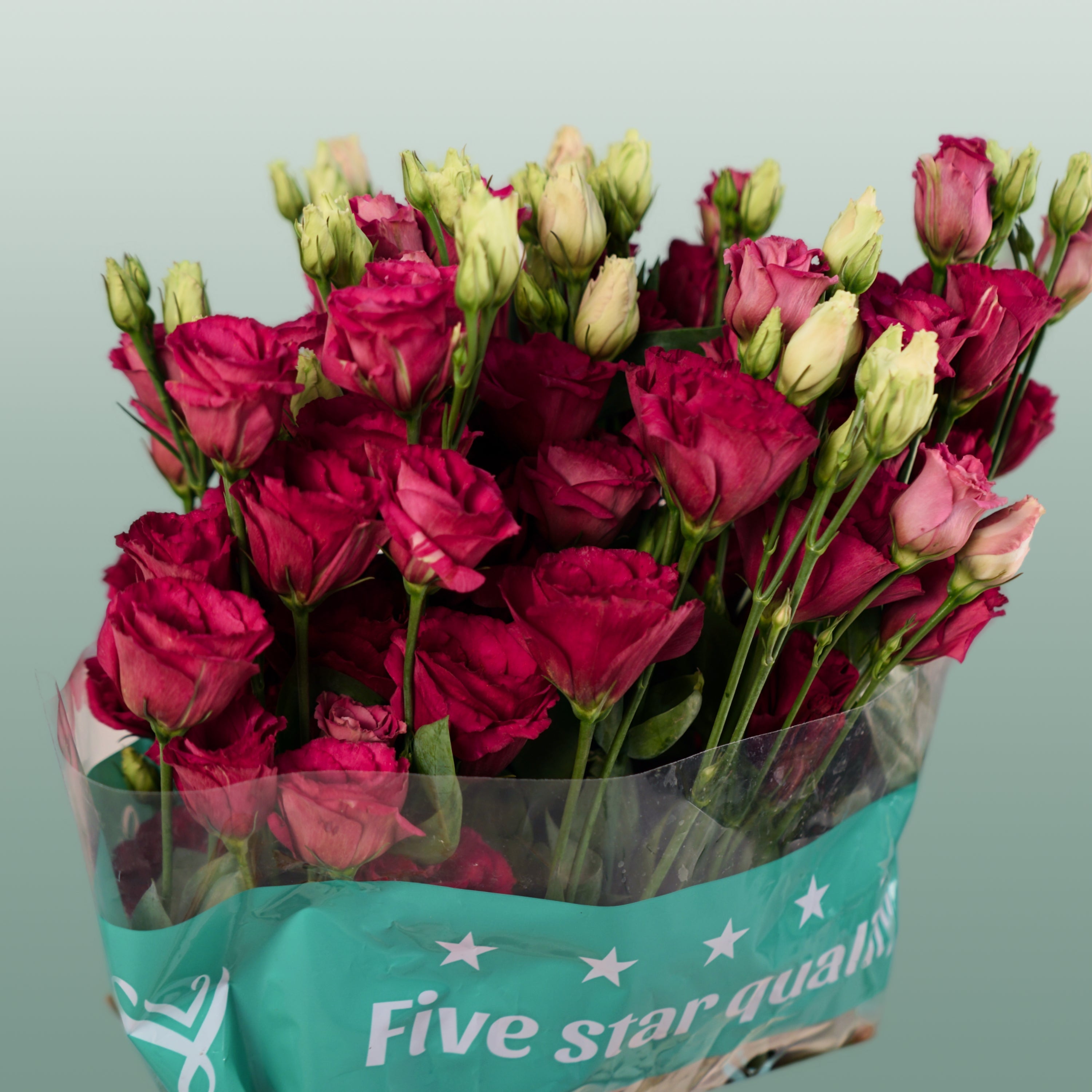 Lisianthus Arosa Red