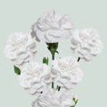Carnation Spray Artic (20 Stems)