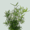 Asparagus Foliage - Asparagus - Falcatus