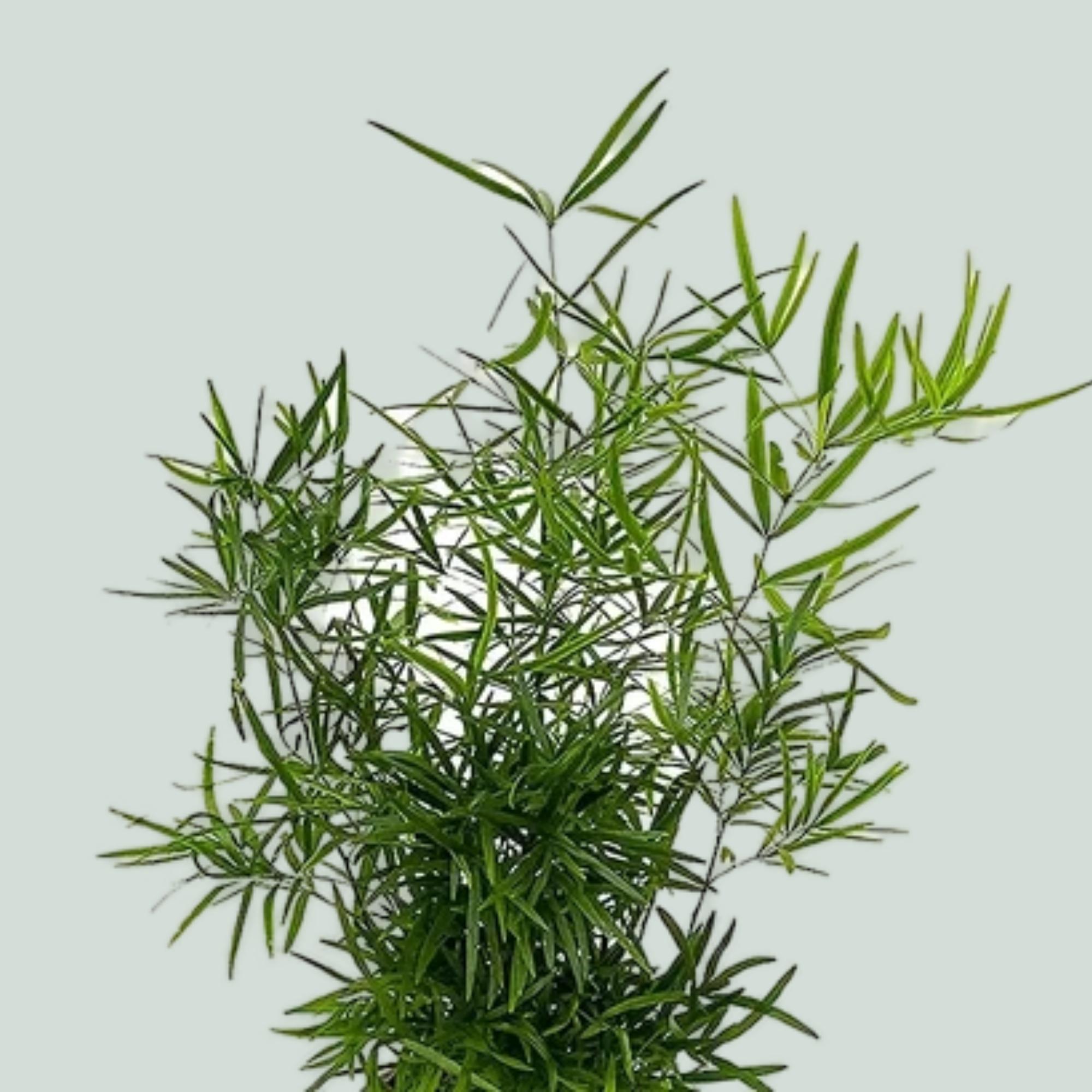 Asparagus Foliage - Asparagus - Falcatus