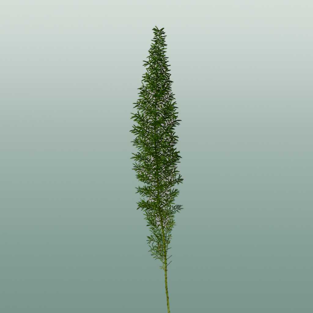 Asparagus Foliage - Asparagus - Myers