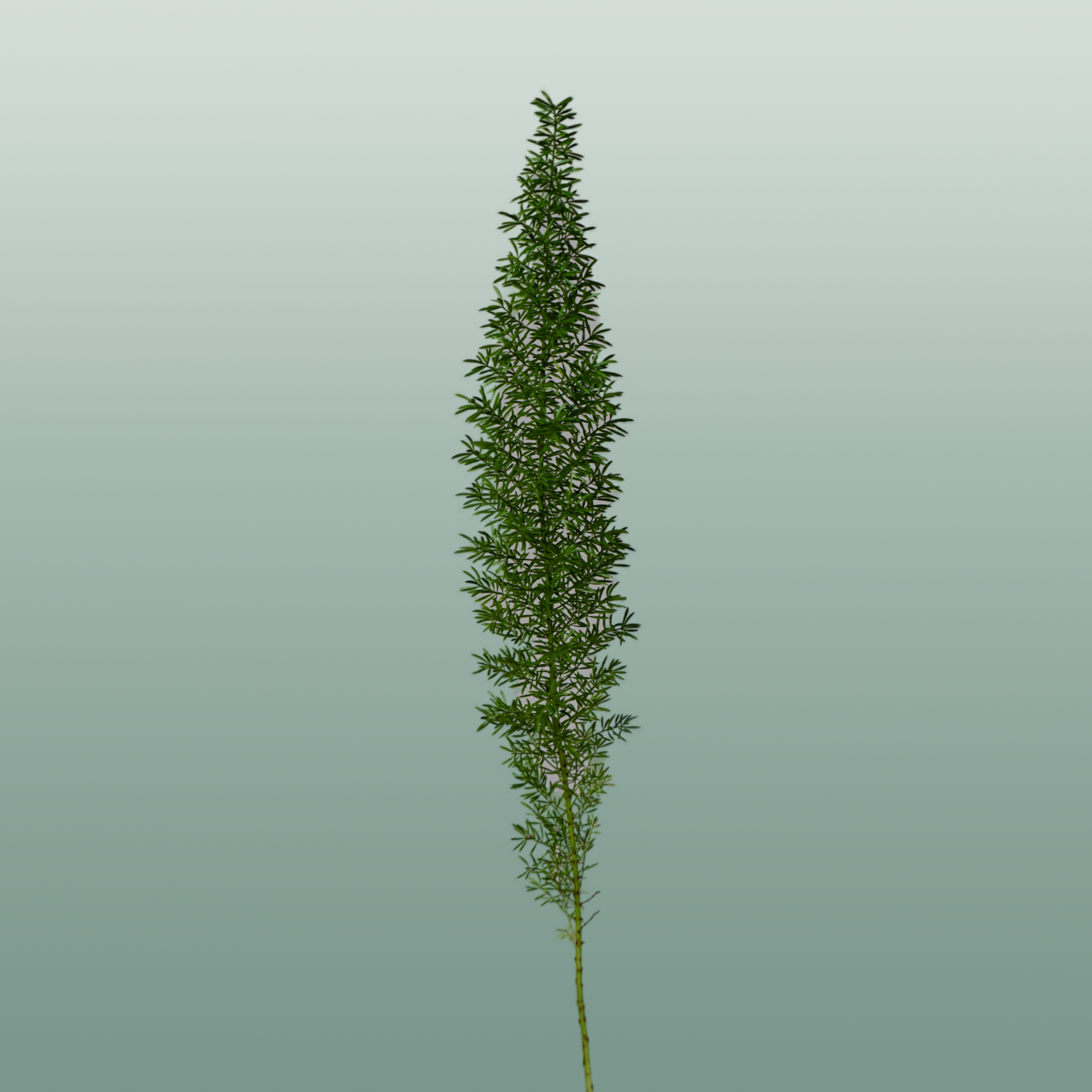 Asparagus Foliage - Asparagus - Myers