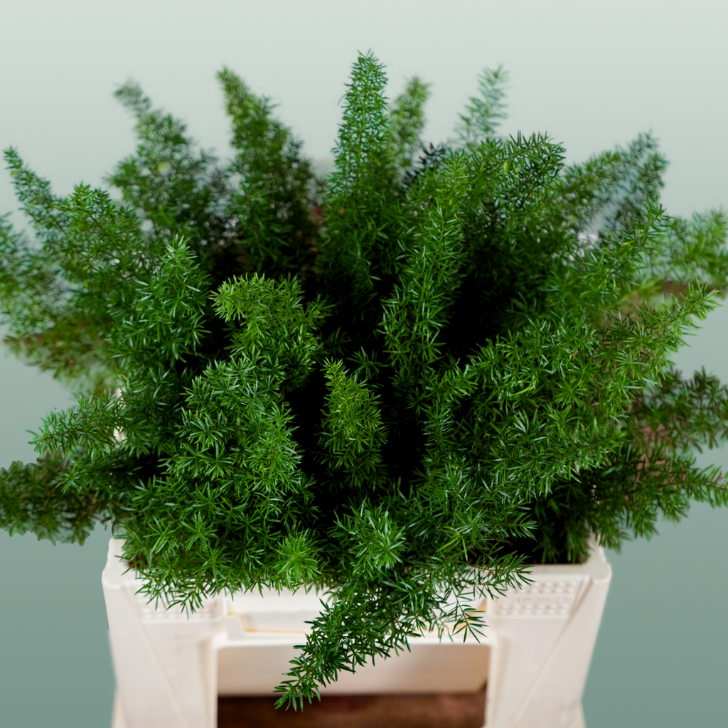 Asparagus Foliage - Asparagus - Myers