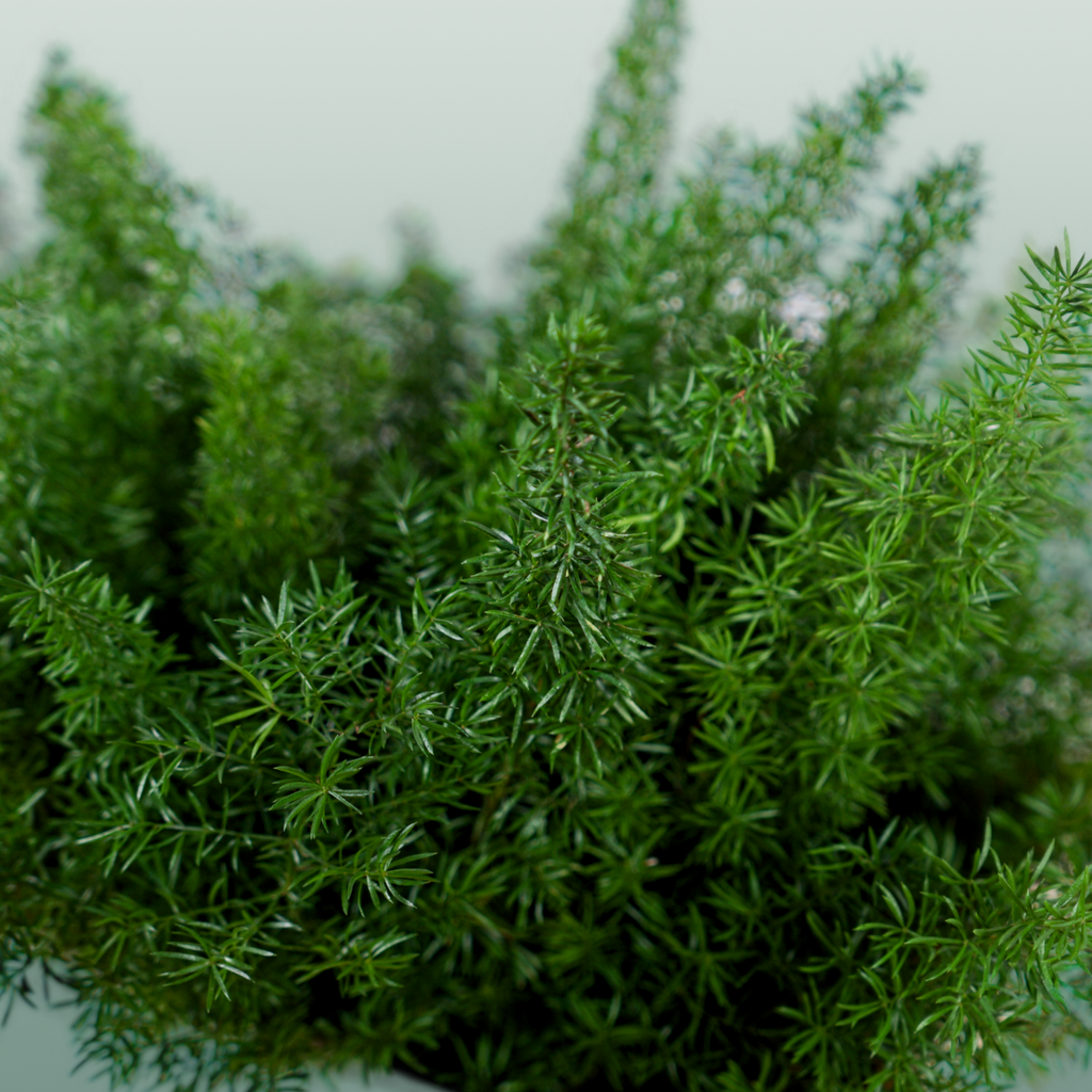 Asparagus Foliage - Asparagus - Myers