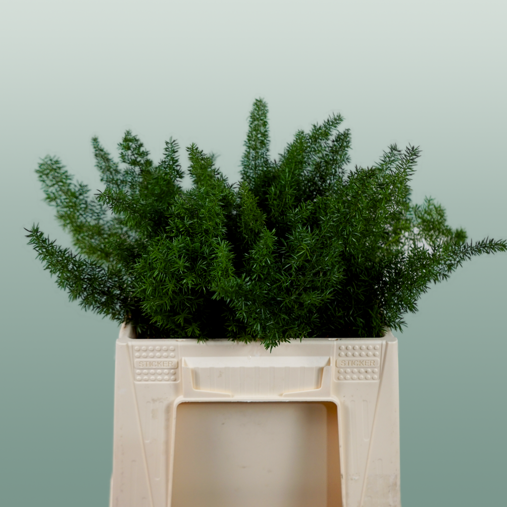 Asparagus Foliage - Asparagus - Myers