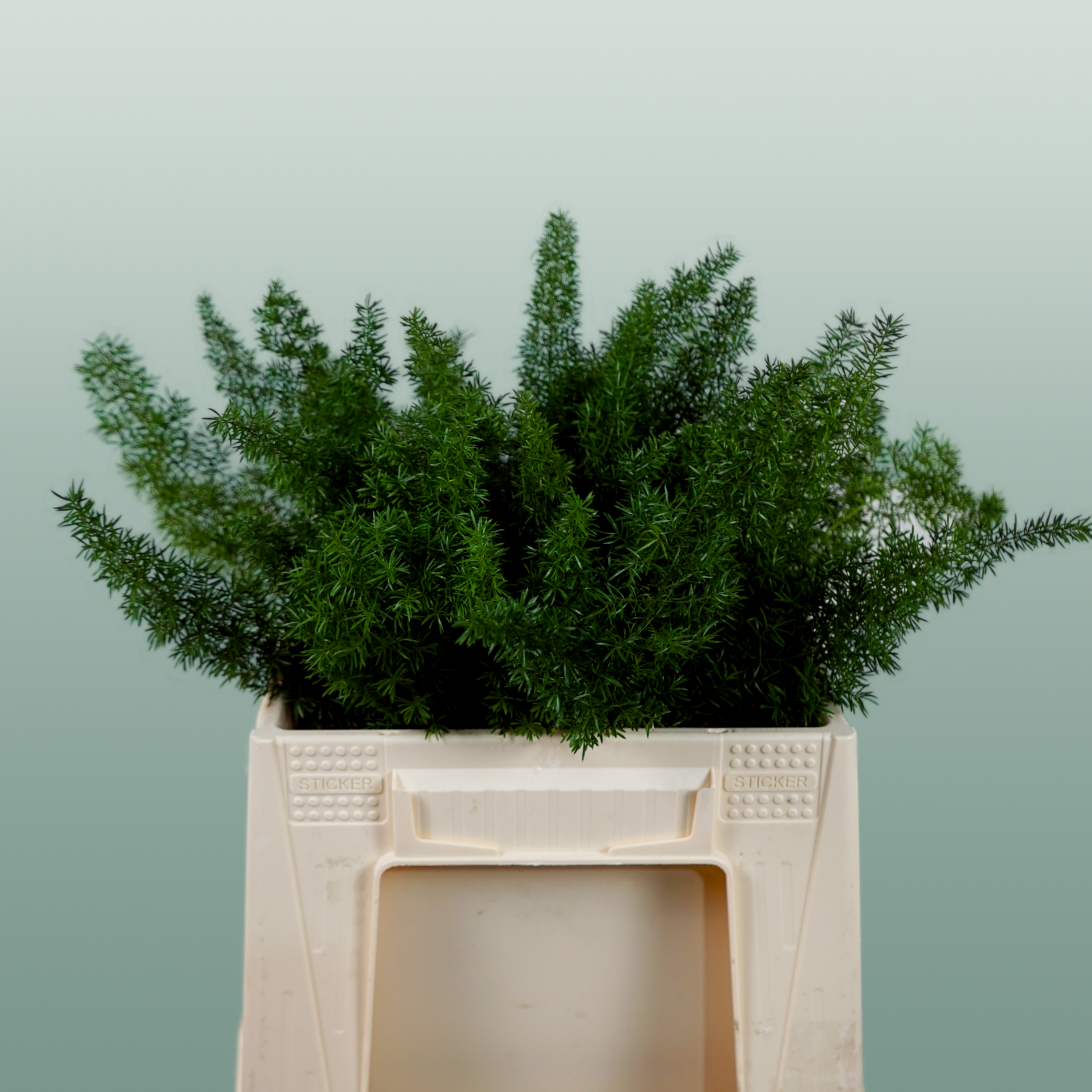 Asparagus Foliage - Asparagus - Myers