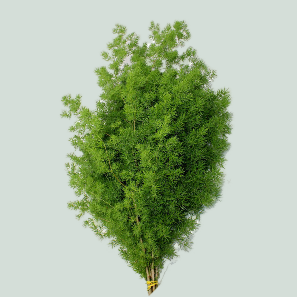Asparagus Foliage - Asparagus - Umbellatus
