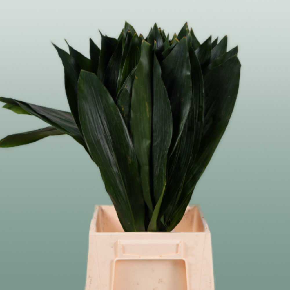 Aspidistra - Aspidistra - elatior