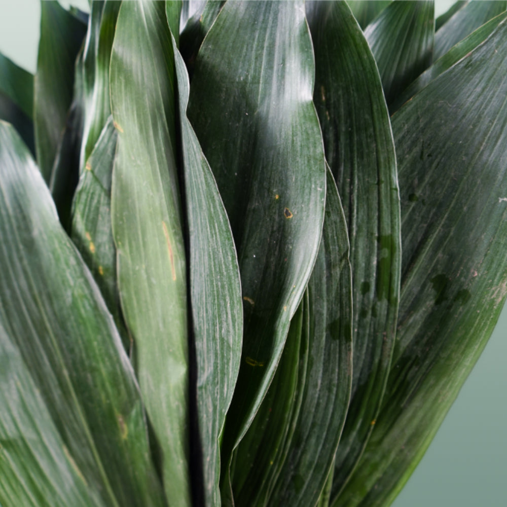 Aspidistra - Aspidistra - elatior