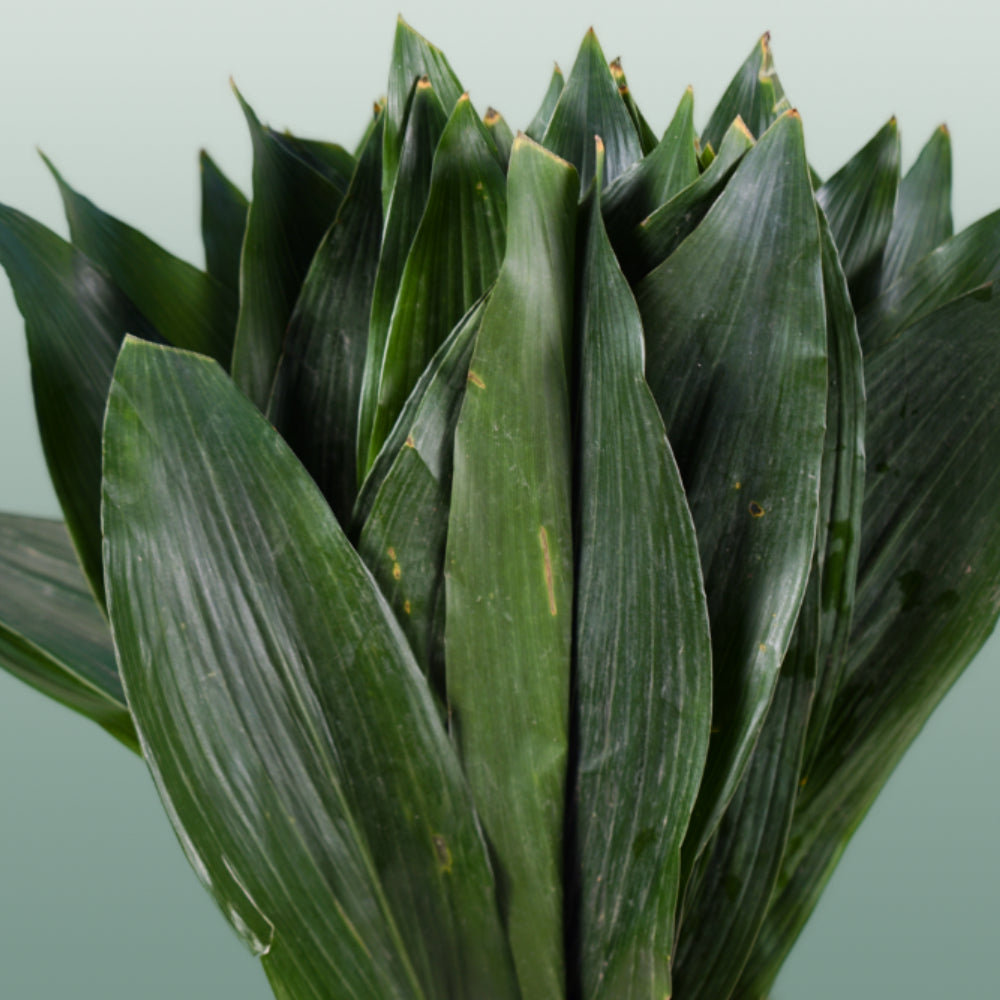 Aspidistra - Aspidistra - elatior