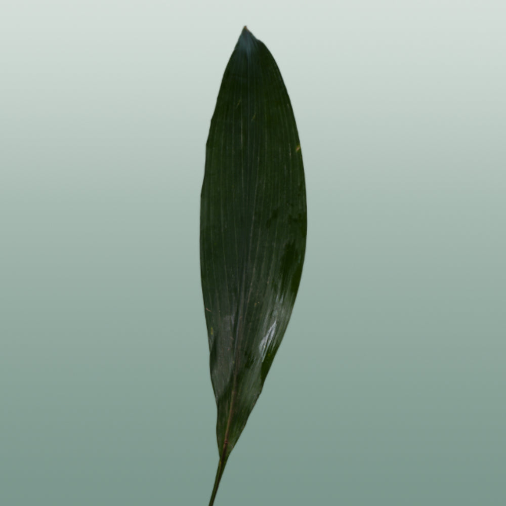 Aspidistra - Aspidistra - elatior
