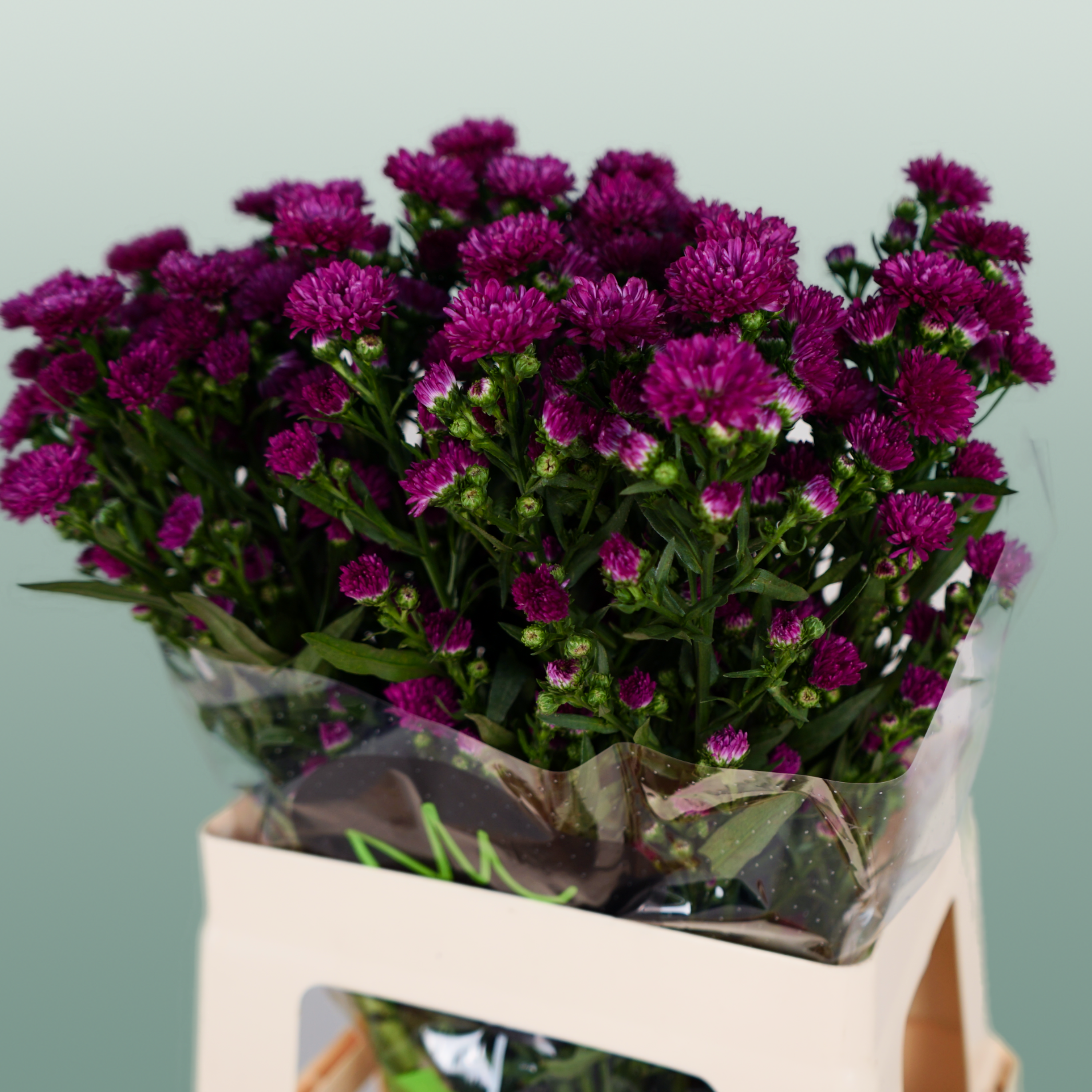 Purple Aster Claudia Cut Stems – 80cm