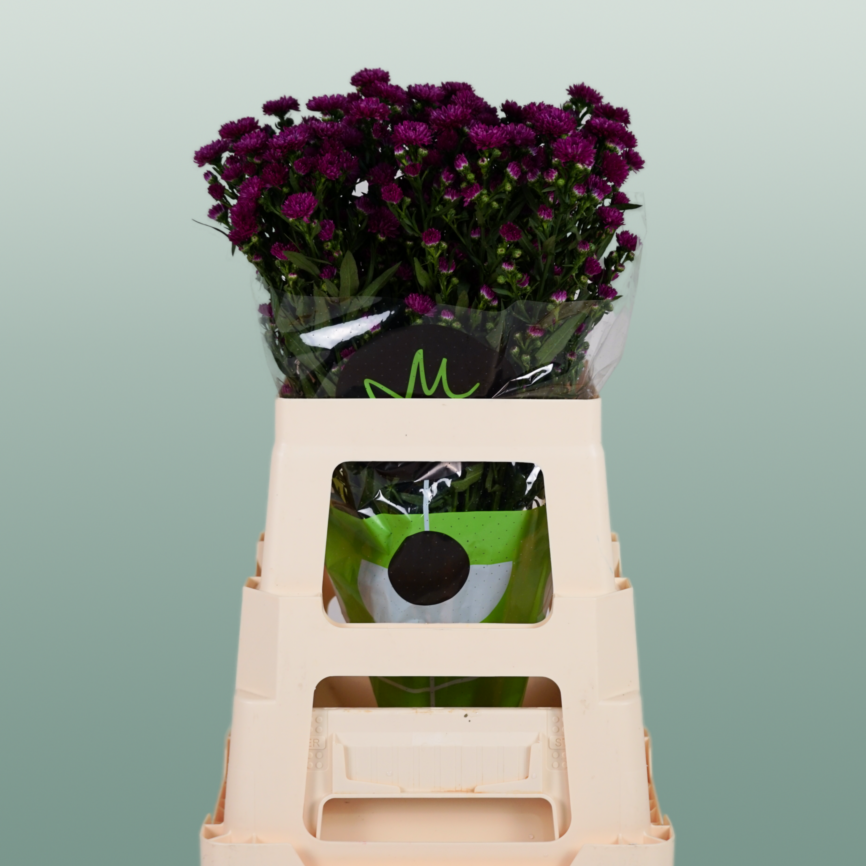 Purple Aster Claudia Cut Stems – 80cm