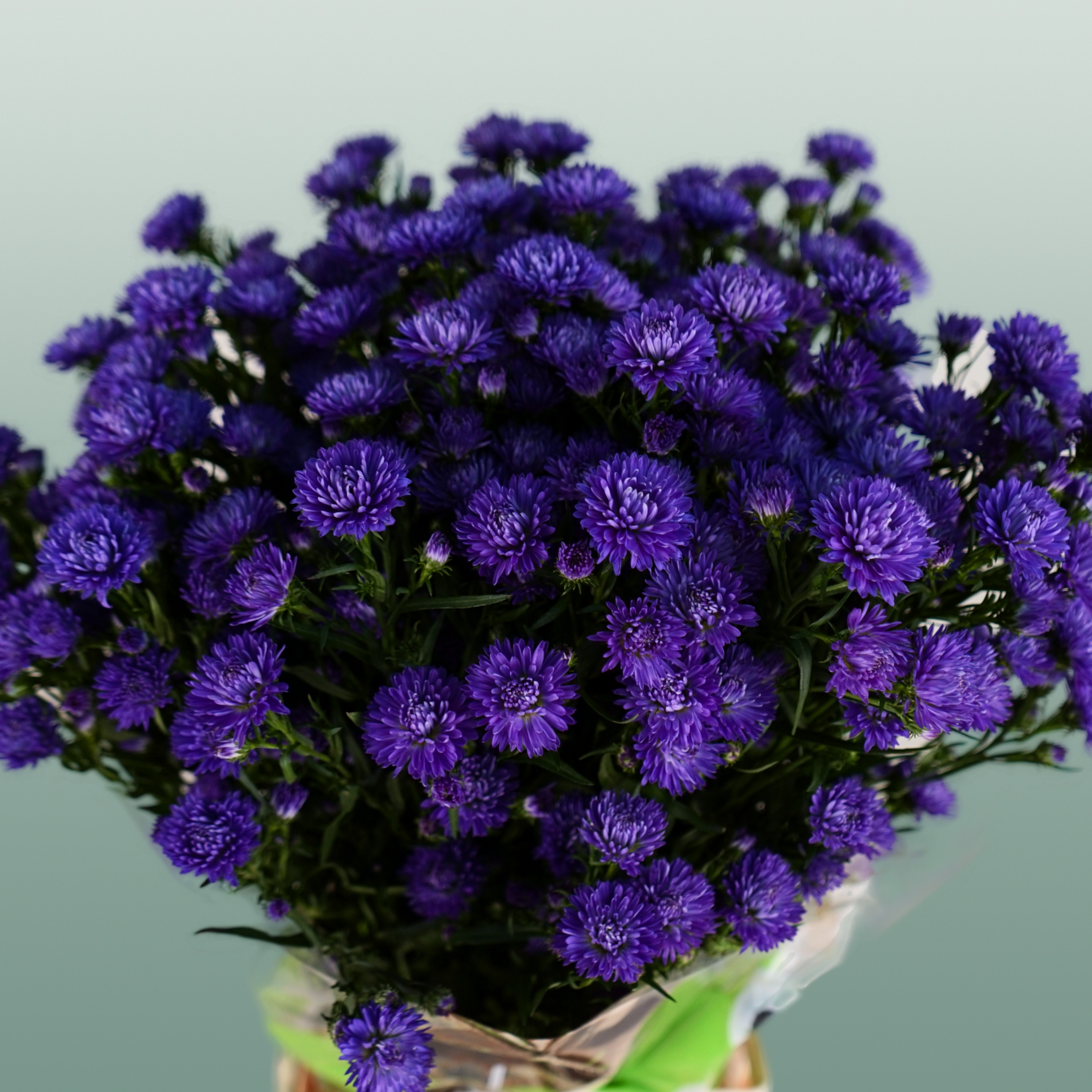 Purple Aster ‘Flash’ Cut Flowers – 80cm Stems