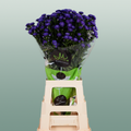 Purple Aster ‘Flash’ Cut Flowers – 80cm Stems
