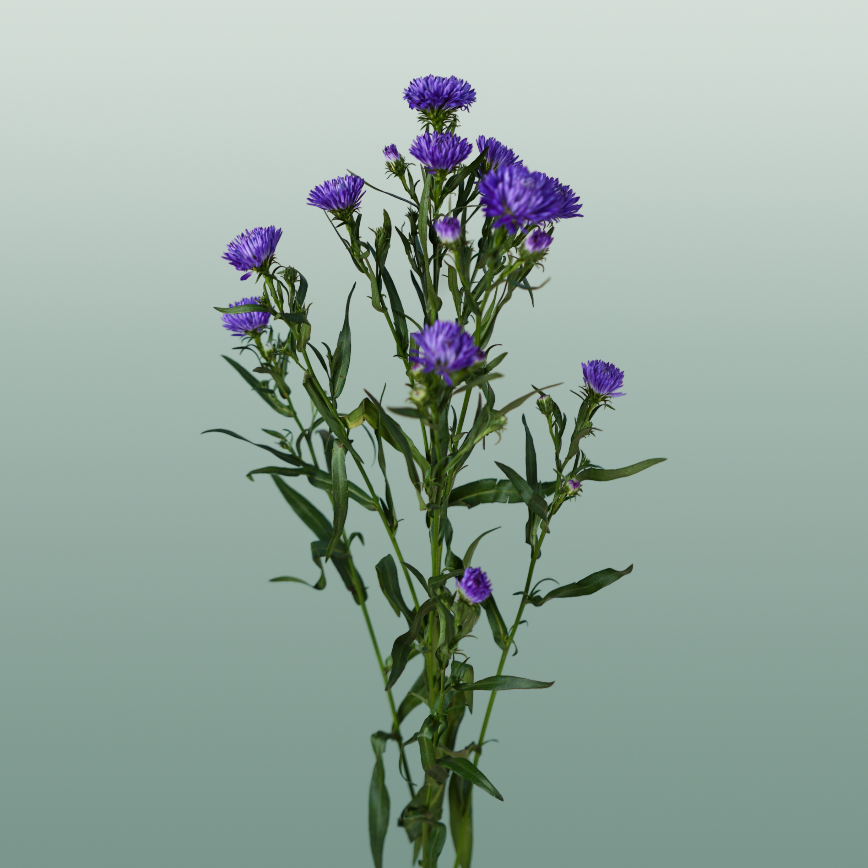 Purple Aster ‘Flash’ Cut Flowers – 80cm Stems