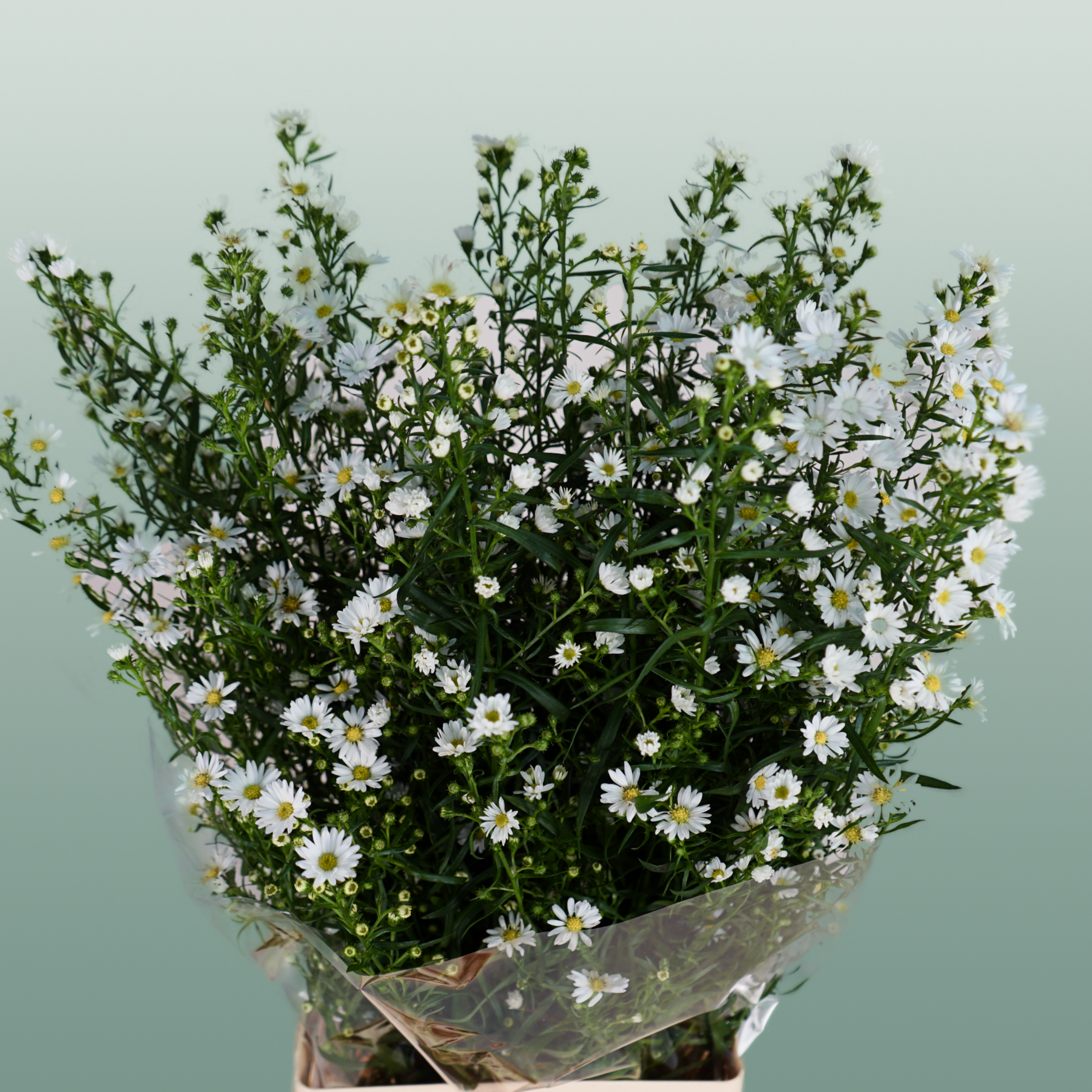 Aster Monte Casino