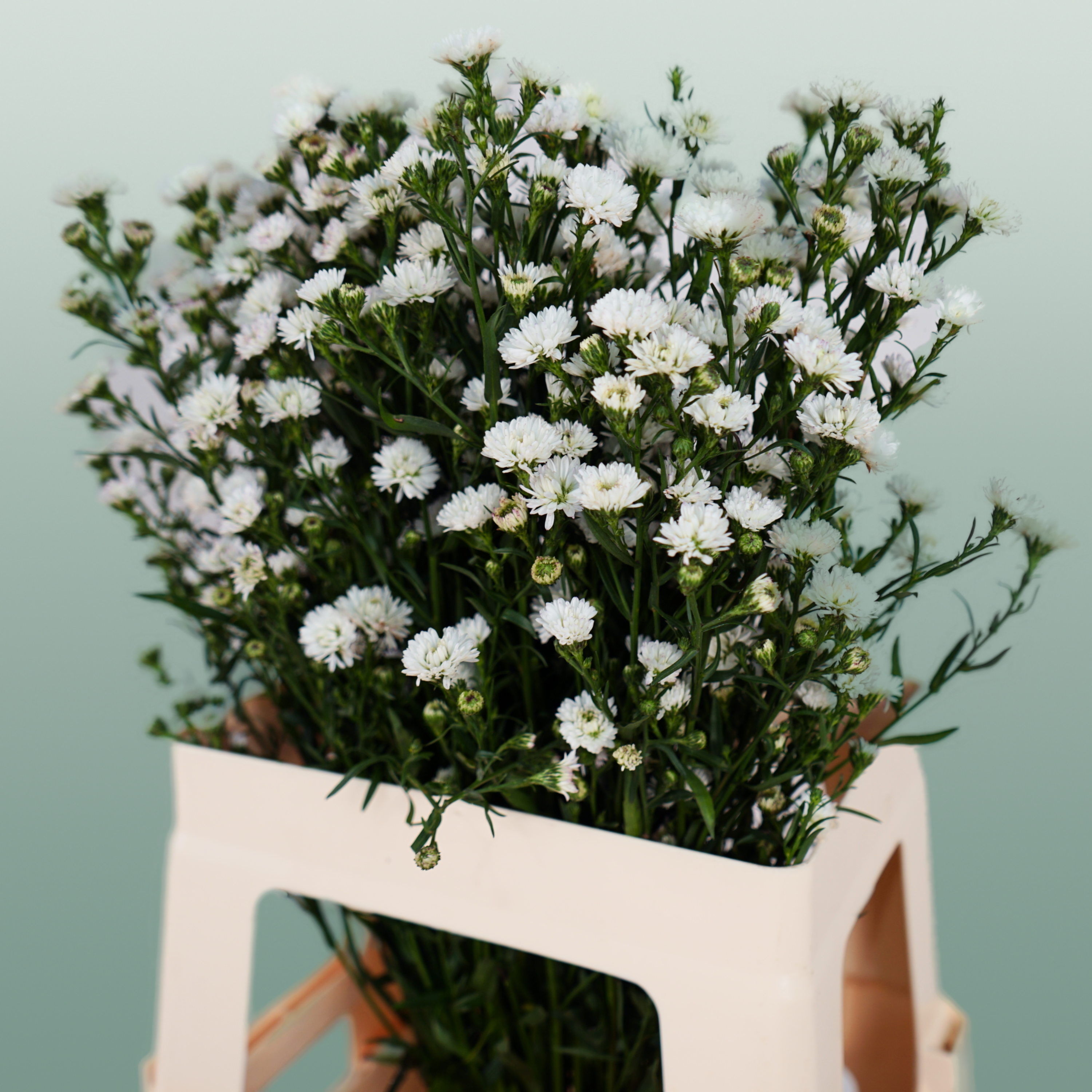 Aster White Gypsy