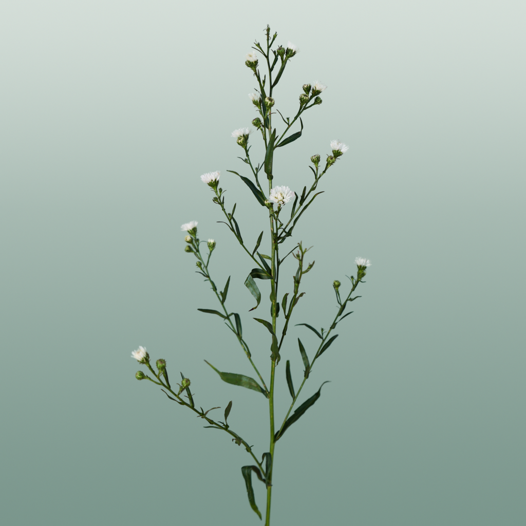 Aster White Gypsy