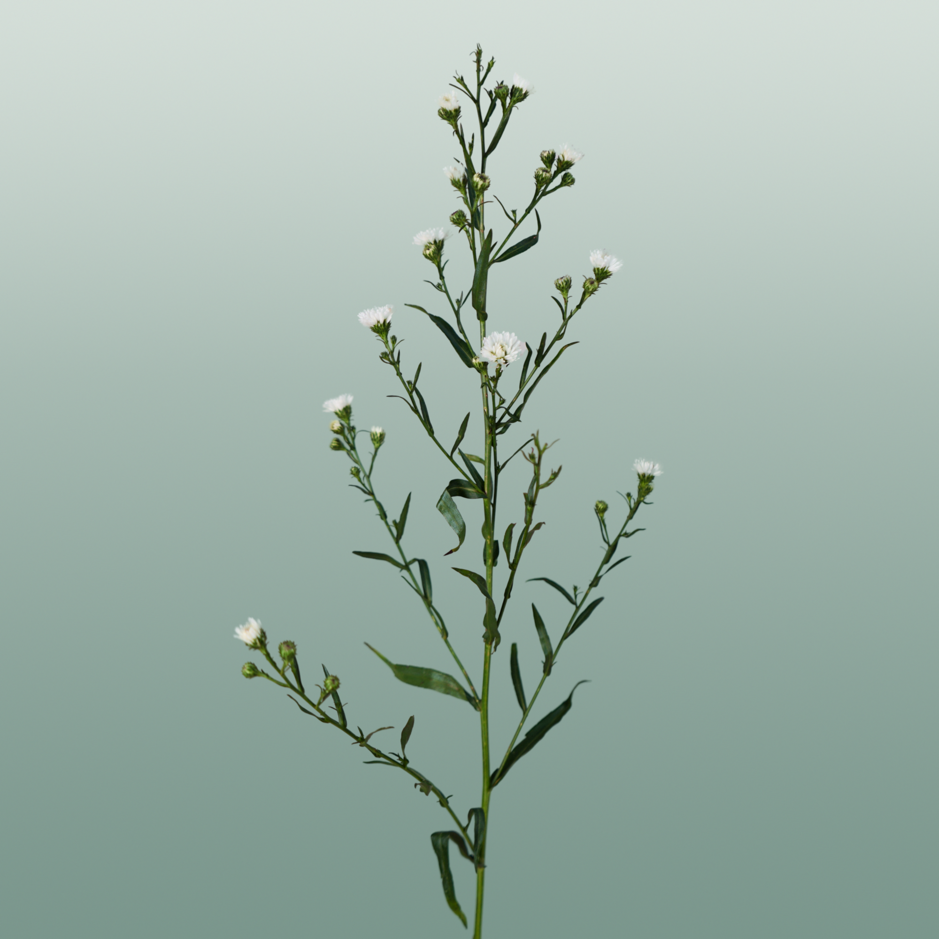 Aster White Gypsy