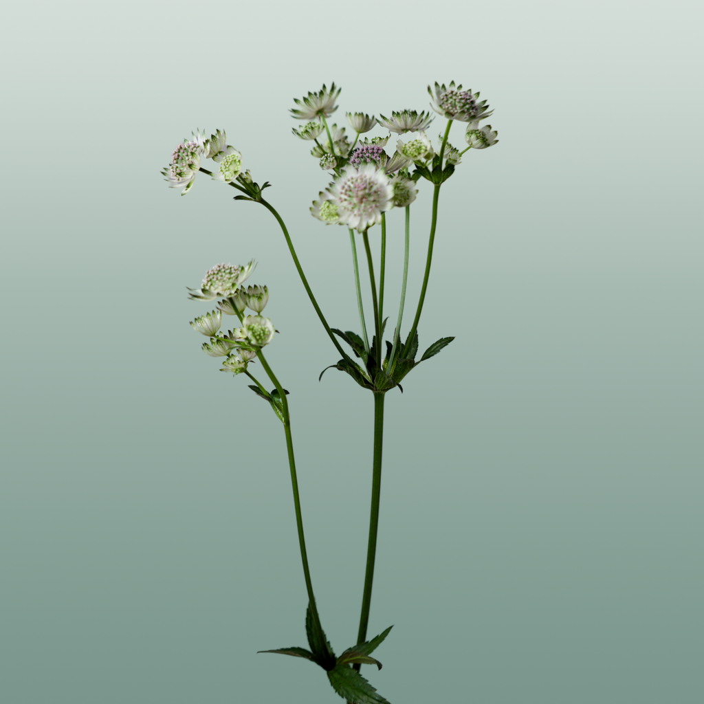 White Astrantia ‘Star of Billion’ – 50cm Stems