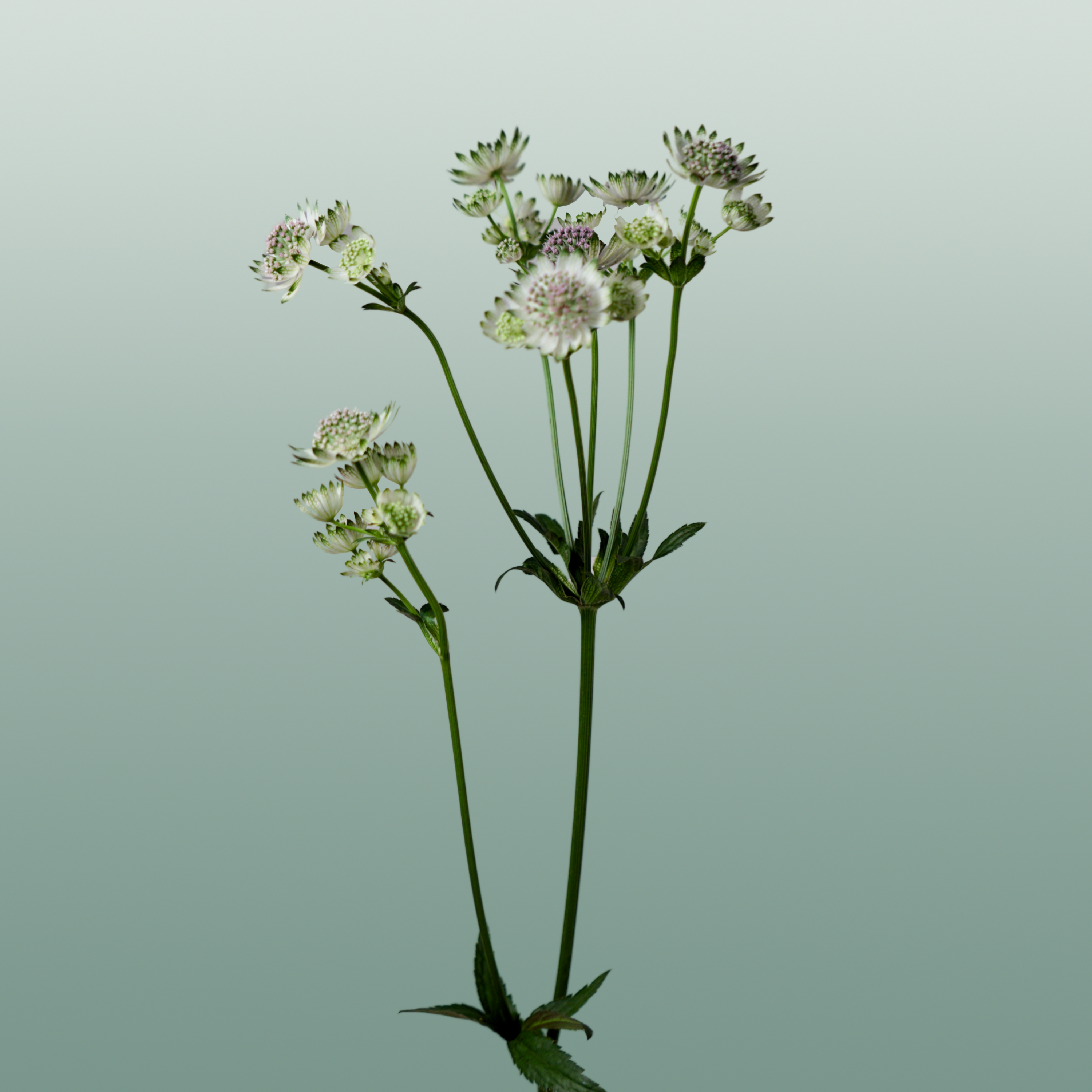 White Astrantia ‘Star of Billion’ – 50cm Stems