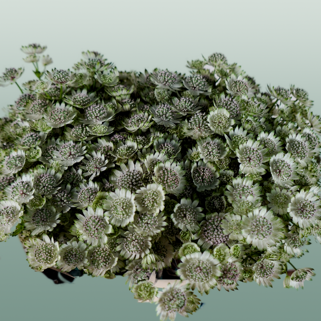 White Astrantia ‘Star of Billion’ – 50cm Stems