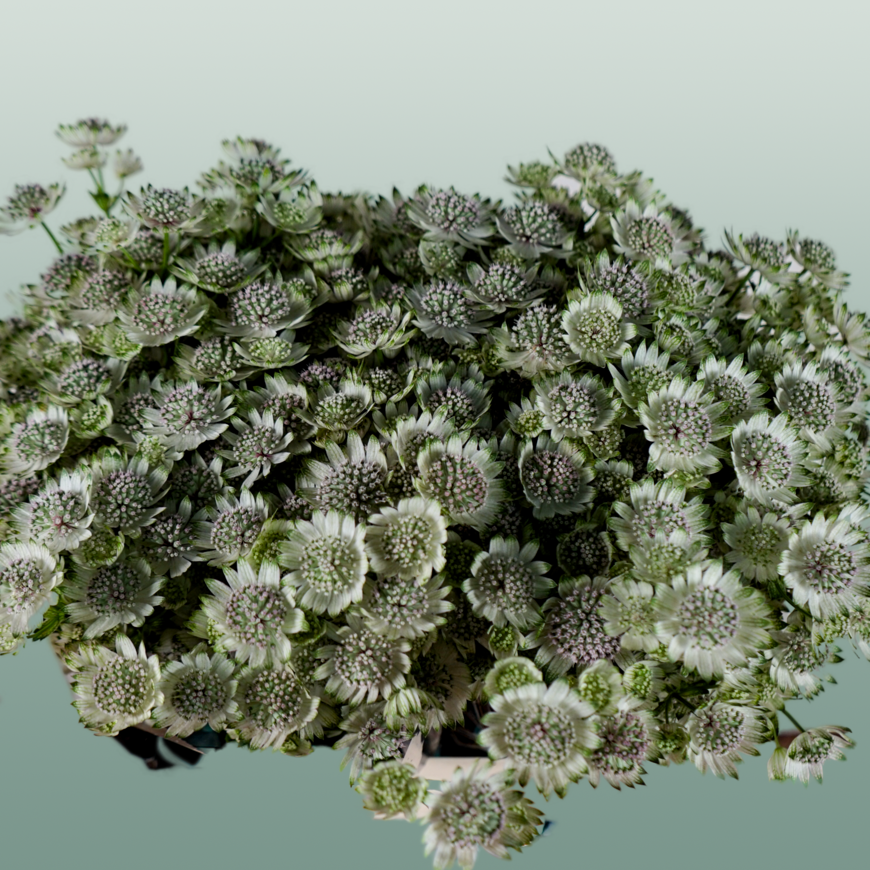 White Astrantia ‘Star of Billion’ – 50cm Stems