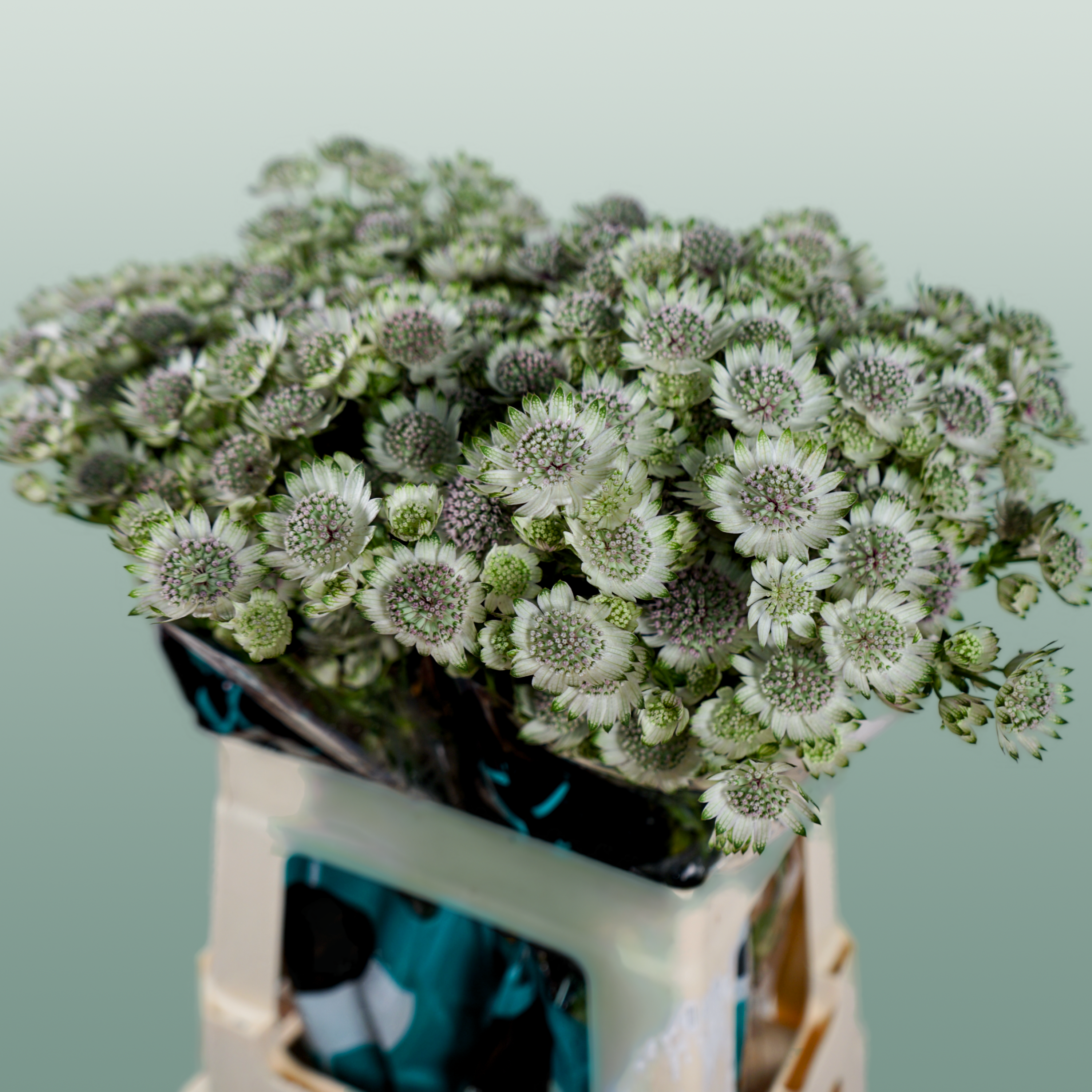 White Astrantia ‘Star of Billion’ – 50cm Stems