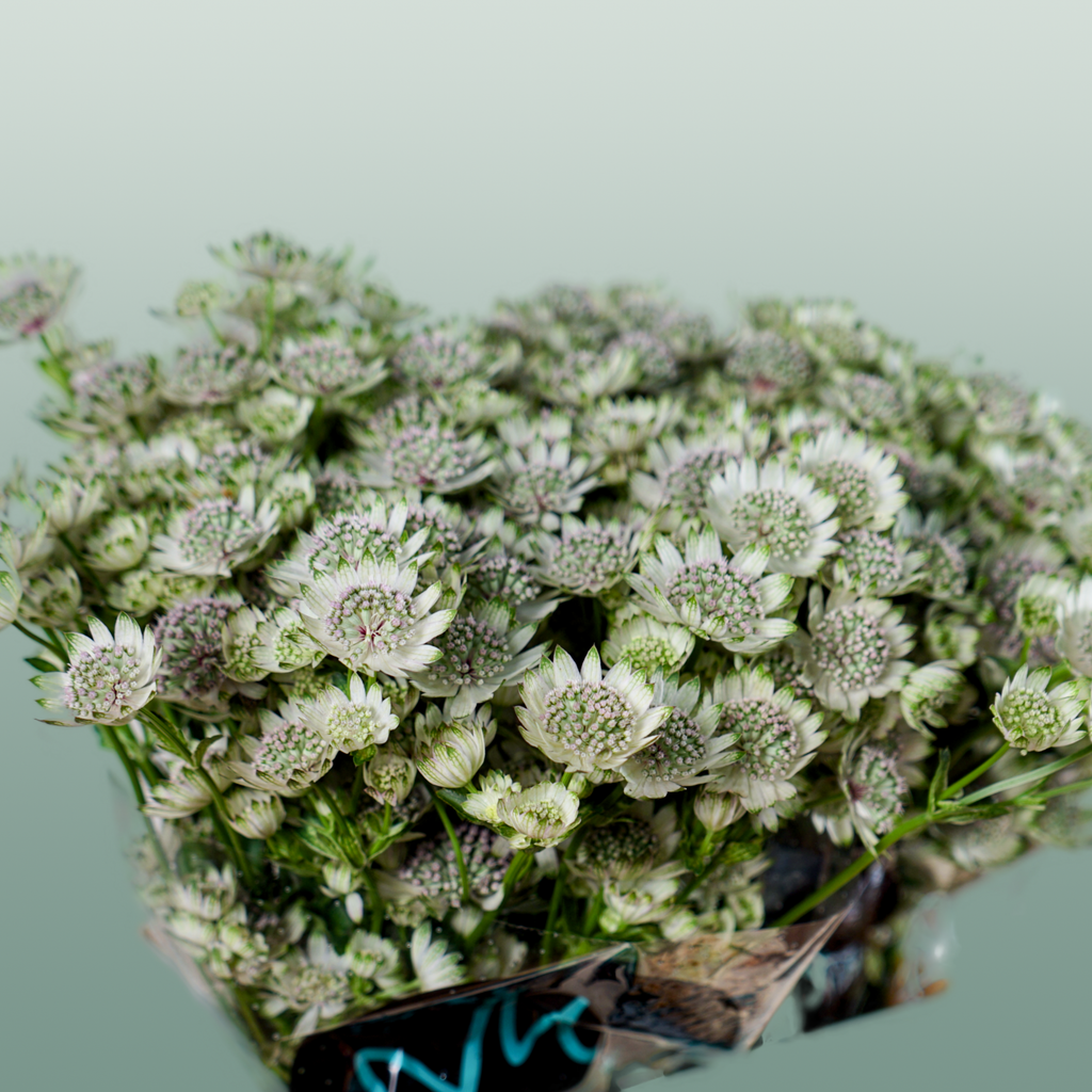 White Astrantia ‘Star of Billion’ – 50cm Stems