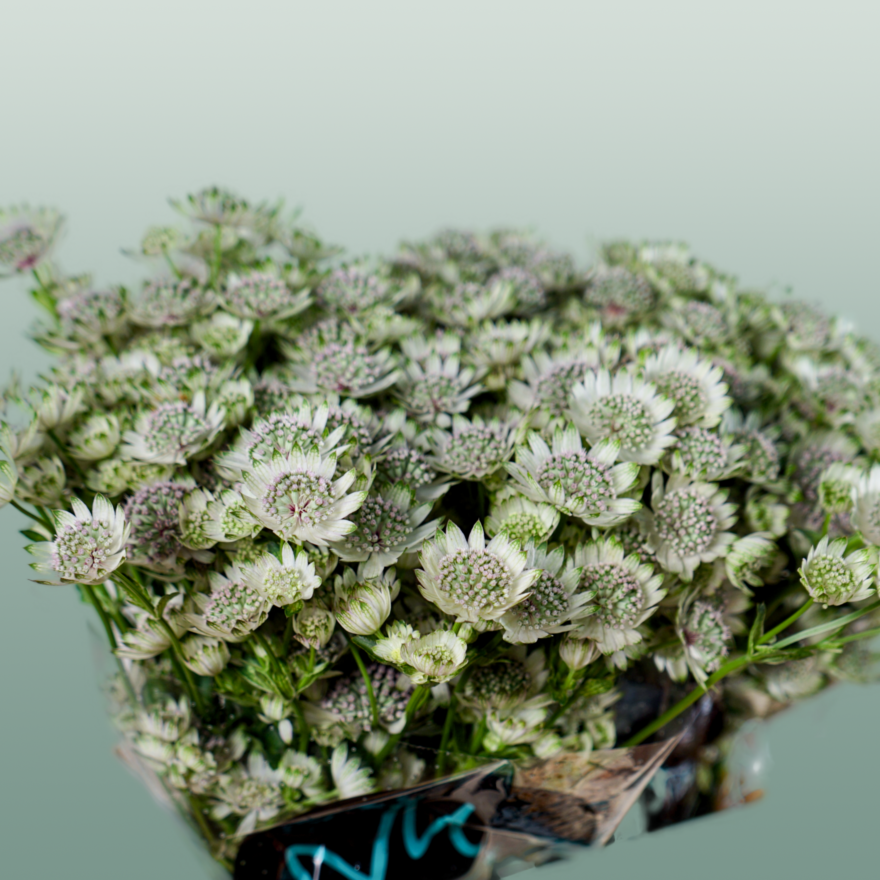 White Astrantia ‘Star of Billion’ – 50cm Stems