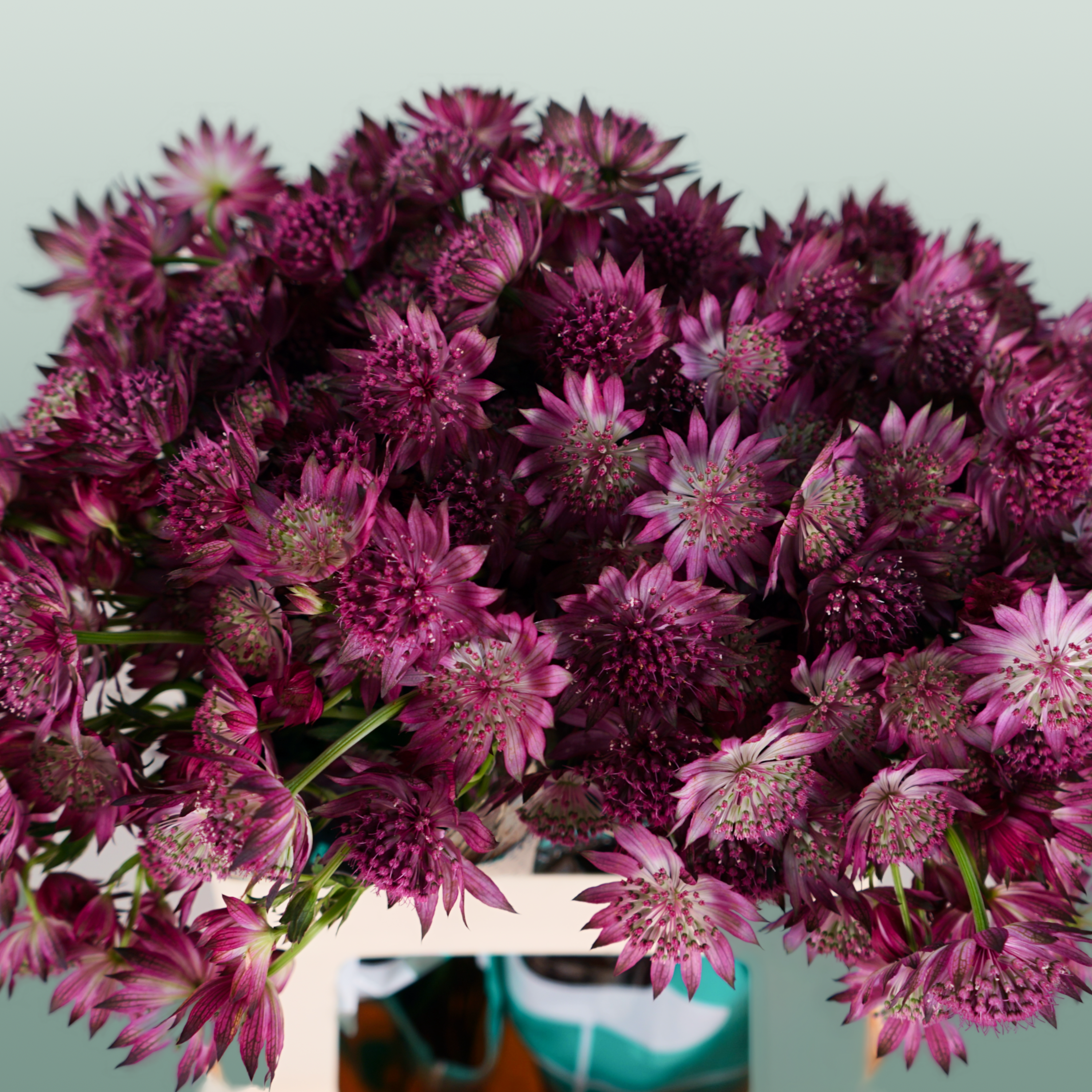 Pink Astrantia ‘Roma’ Cut Stems – 50cm