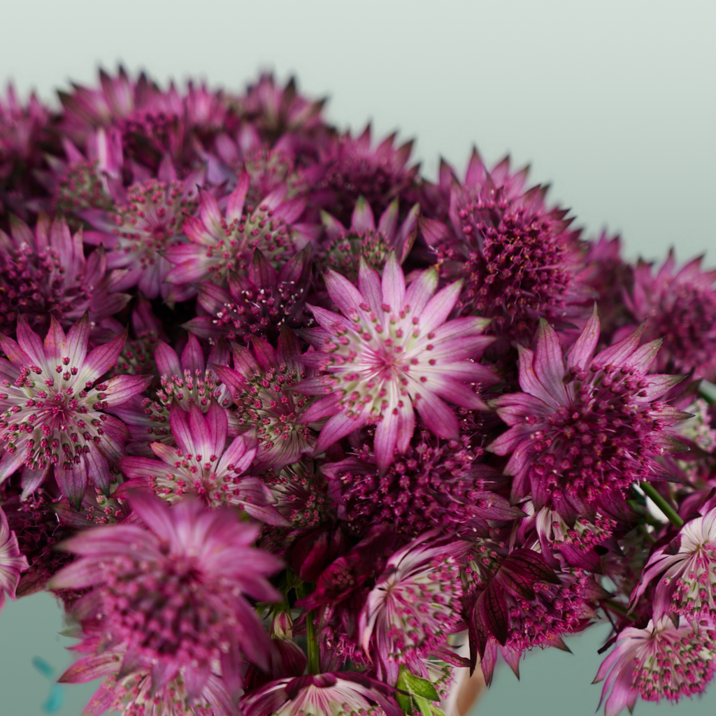 Pink Astrantia ‘Roma’ Cut Stems – 50cm