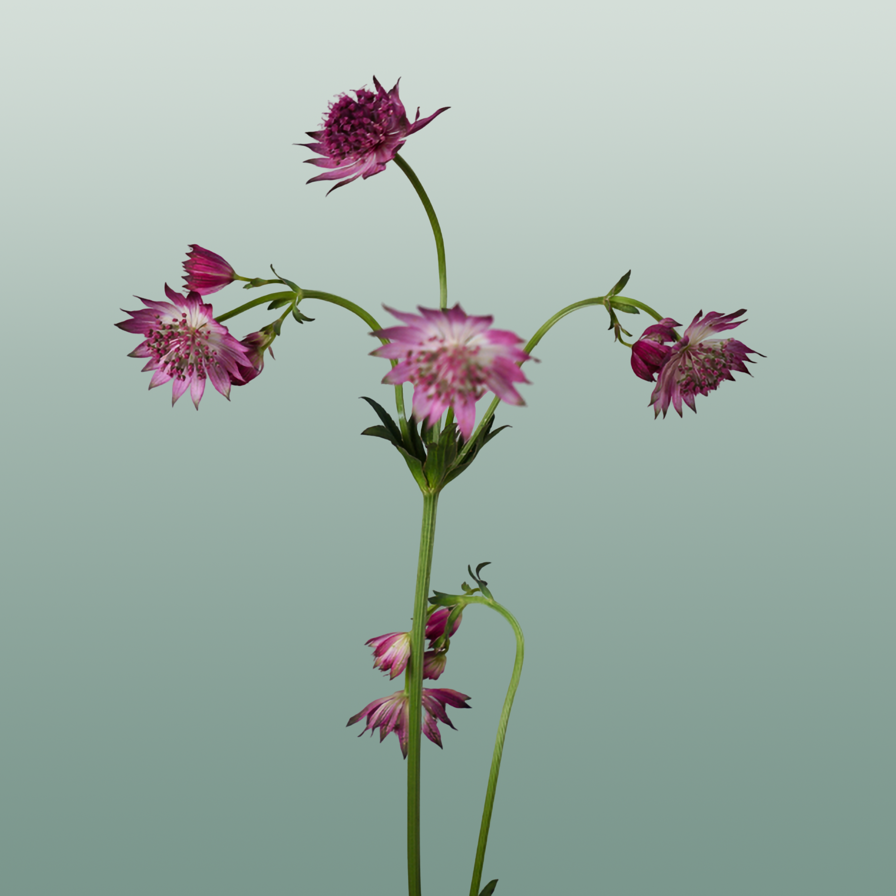 Pink Astrantia ‘Roma’ Cut Stems – 50cm