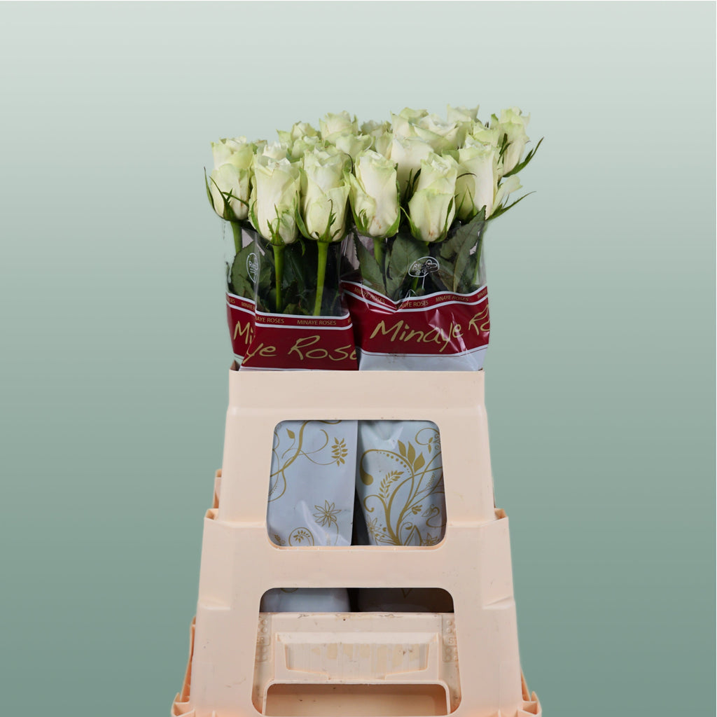 Rose - Rosa - Athena