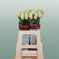 Rose - Rosa - Athena