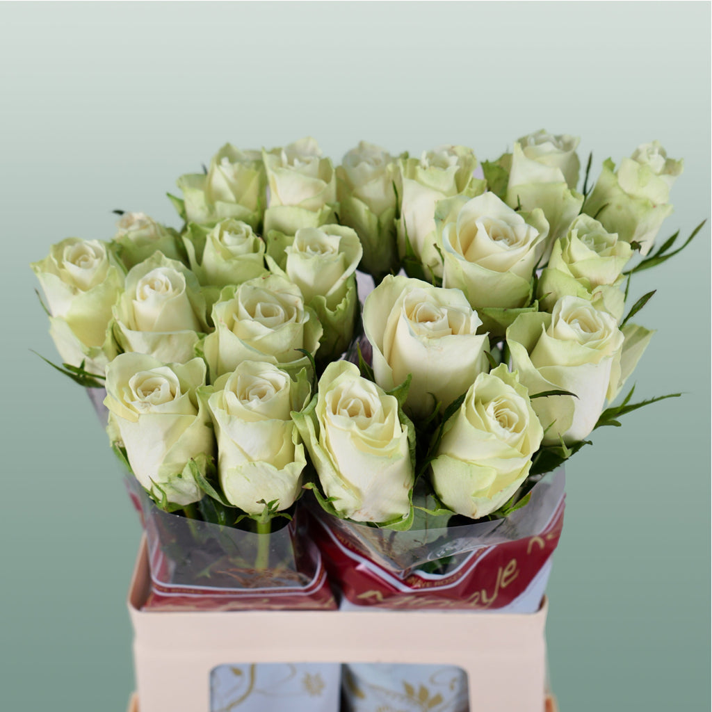 Rose - Rosa - Athena